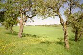 Foto: Wiese bei Daubersbach